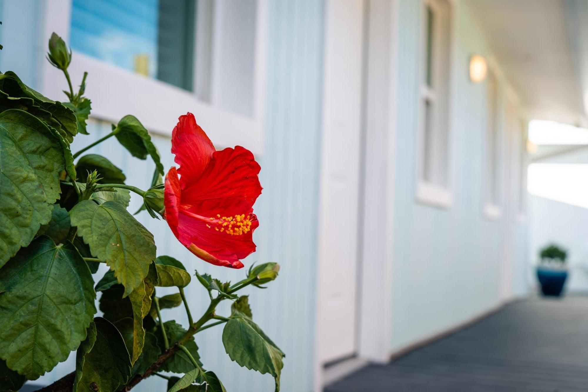 Salt Air Inn & Suites Atlantic Beach Exterior photo